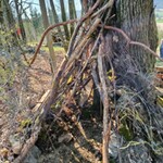 Im Wald gibt es viel zu entdecken.... Im Wald gibt es viel zu entdecken....